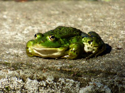 Amphibian animal green frog edible frog