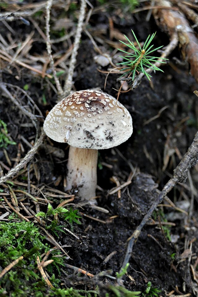 Autumn mushroom nature