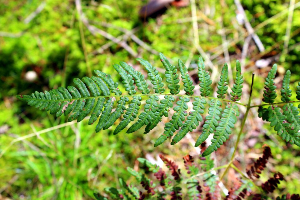 Nature foliage holiday