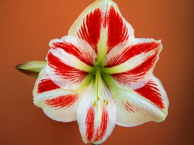 Amaryllis red-and-white flowers bulbous plant photo