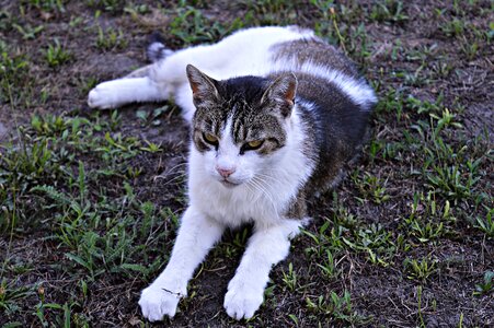 Kitten tabby kitten pets