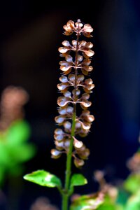 Herbs aromatic herbal