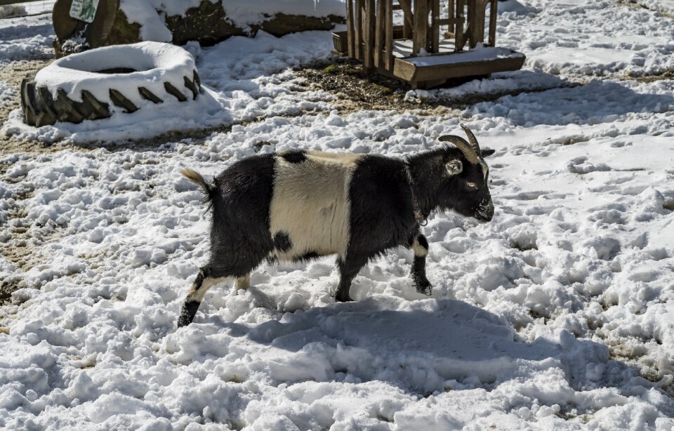 Cold nature mammal