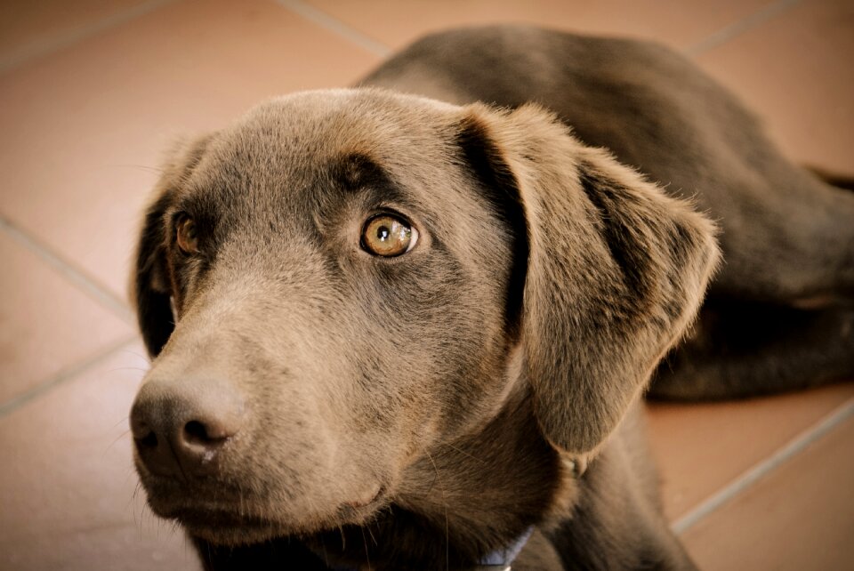 Puppy house brown puppy