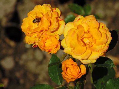 Bee yellow brown bee