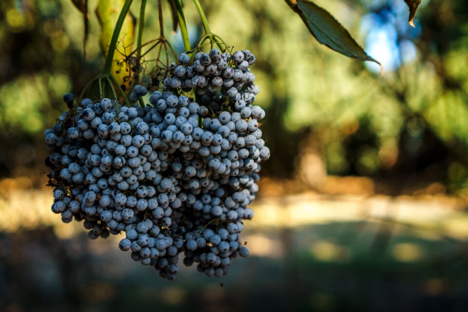 Healthy trees nature