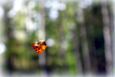 Vegetation cobweb yellow photo