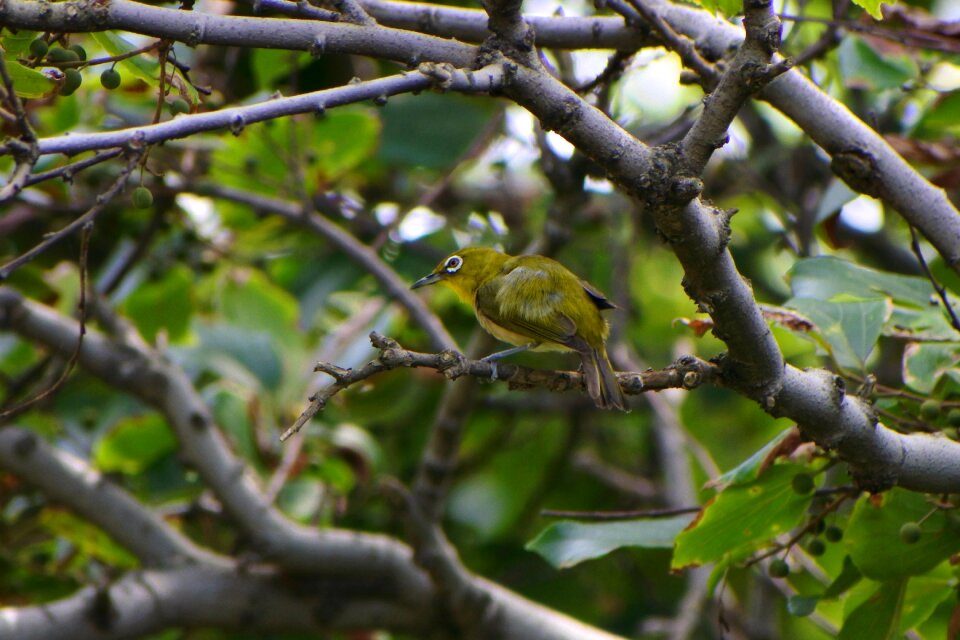 Green little bird japanese white-eye