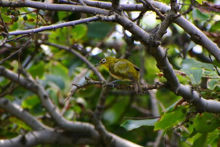 Green little bird japanese white-eye