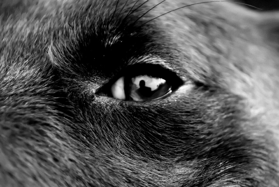 Black and white eyes pet