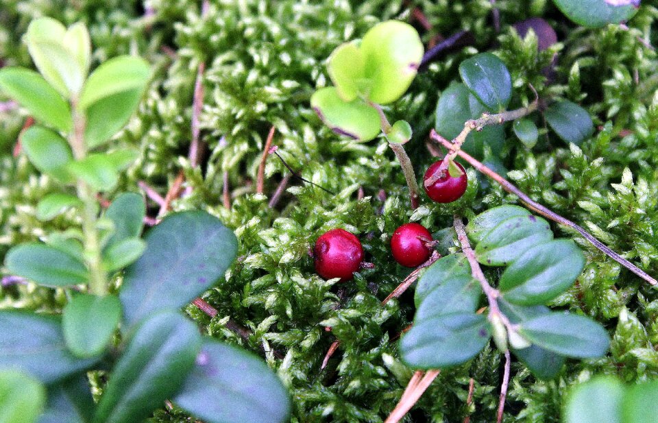 Berries natural food nature
