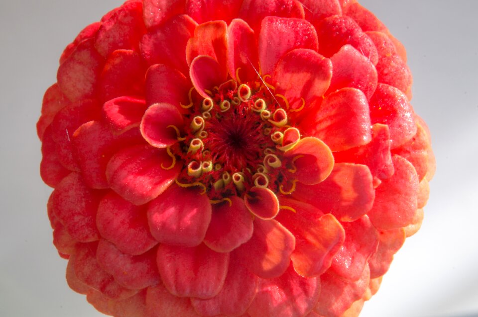 Macro detail red flower