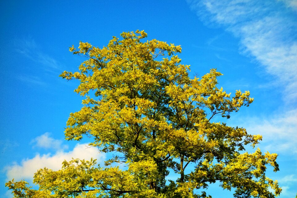 Green leaves deciduous tree bright green