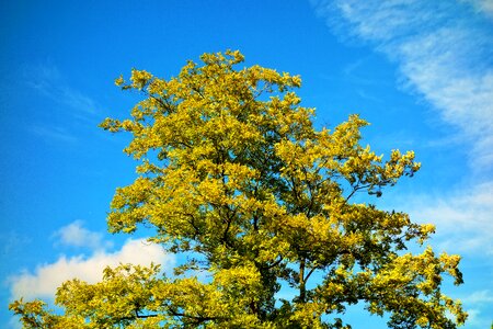 Green leaves deciduous tree bright green photo