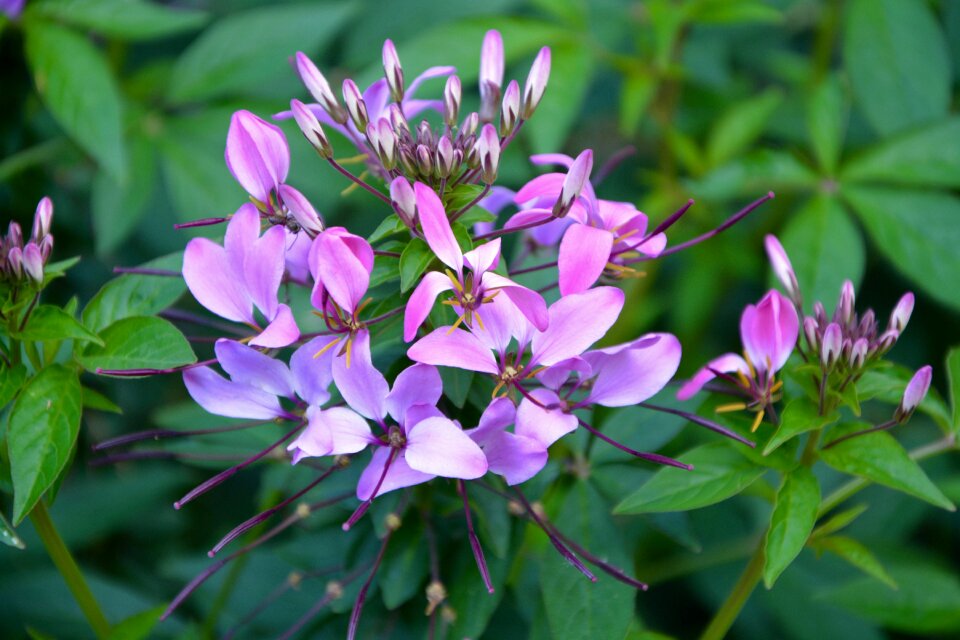 Small petals flowering garden nature