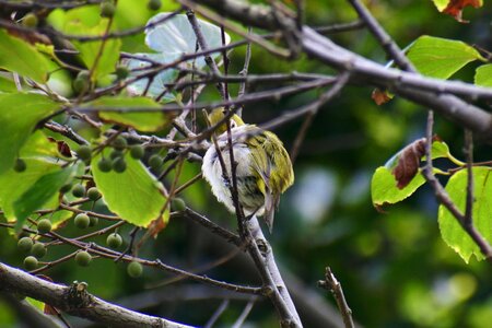 Green little bird japanese white-eye photo