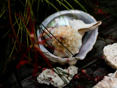 Wood conch shell