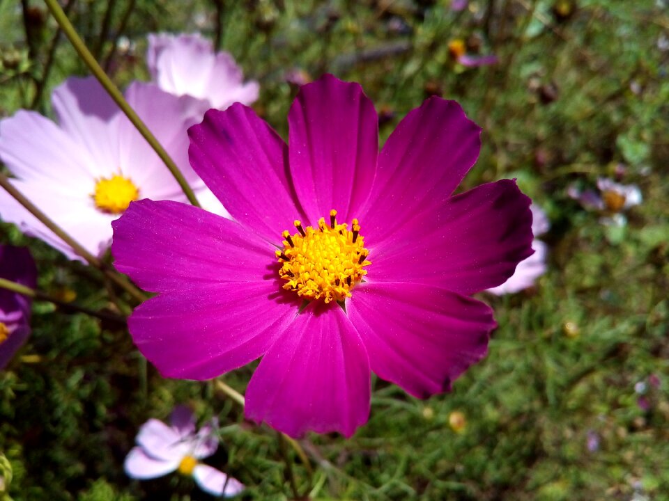 Garden plant bright