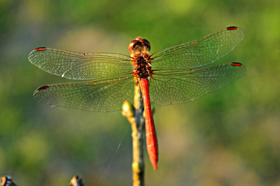 Nature macro macro nature