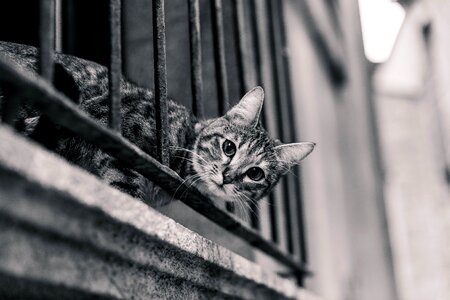 Balcony railing gray cat