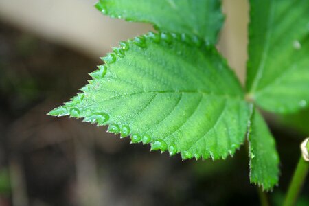 Blackberry leaves vegetable garden leaves