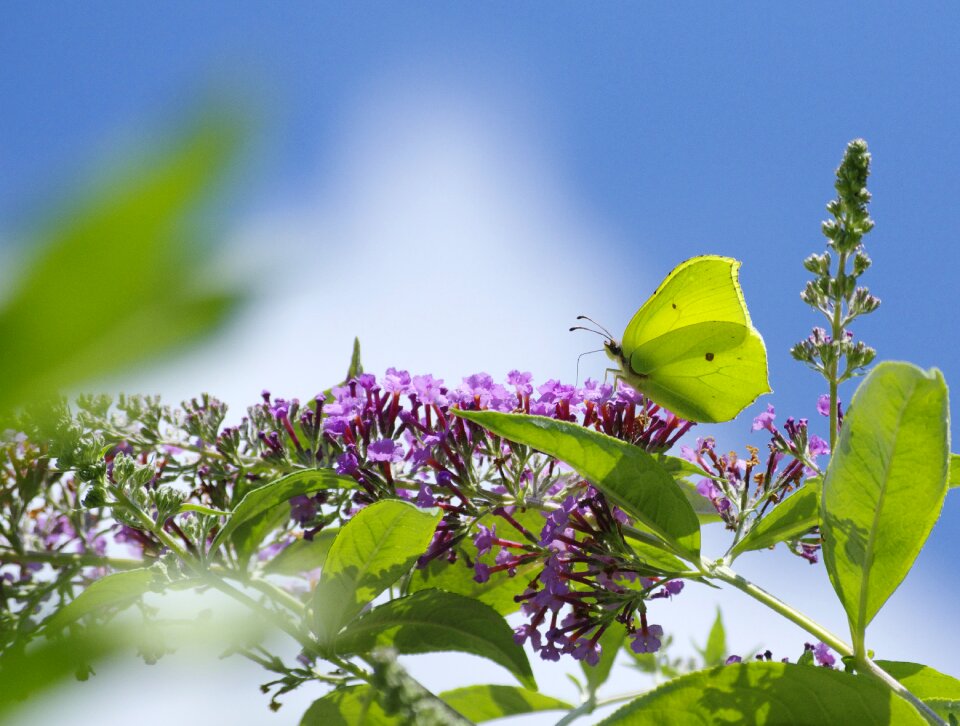 Nature yellow summer