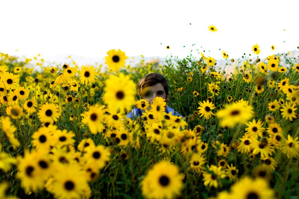 Sunflowers people man