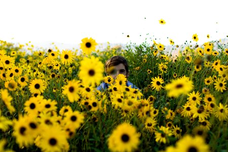 Sunflowers people man photo