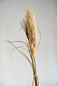 Dry nature summer