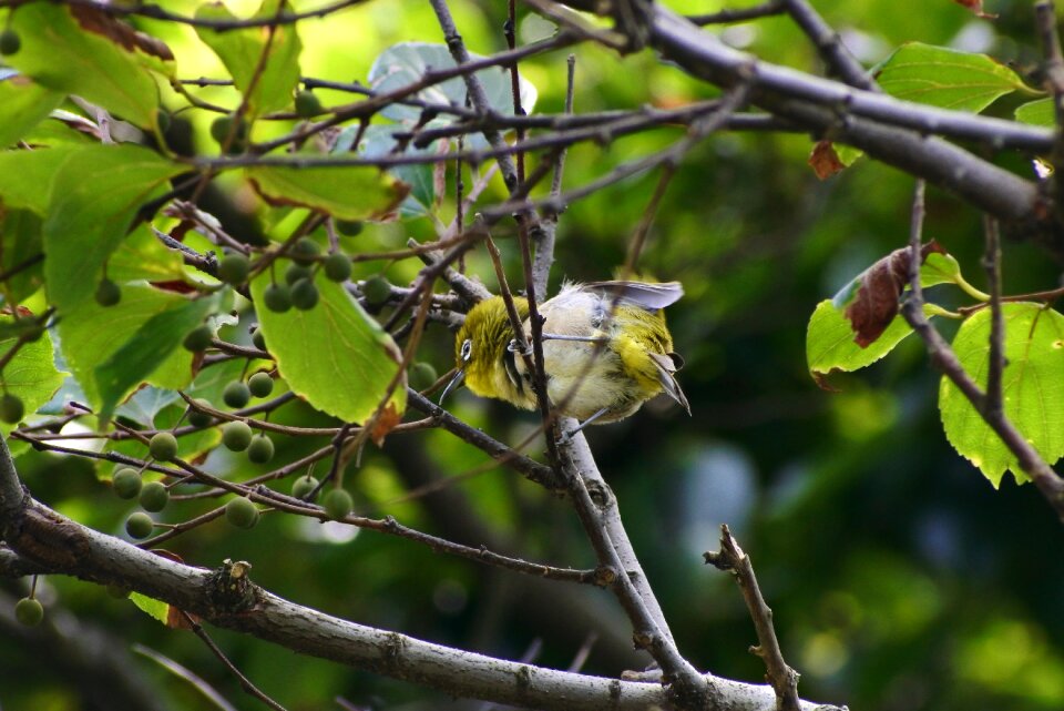Green little bird japanese white-eye