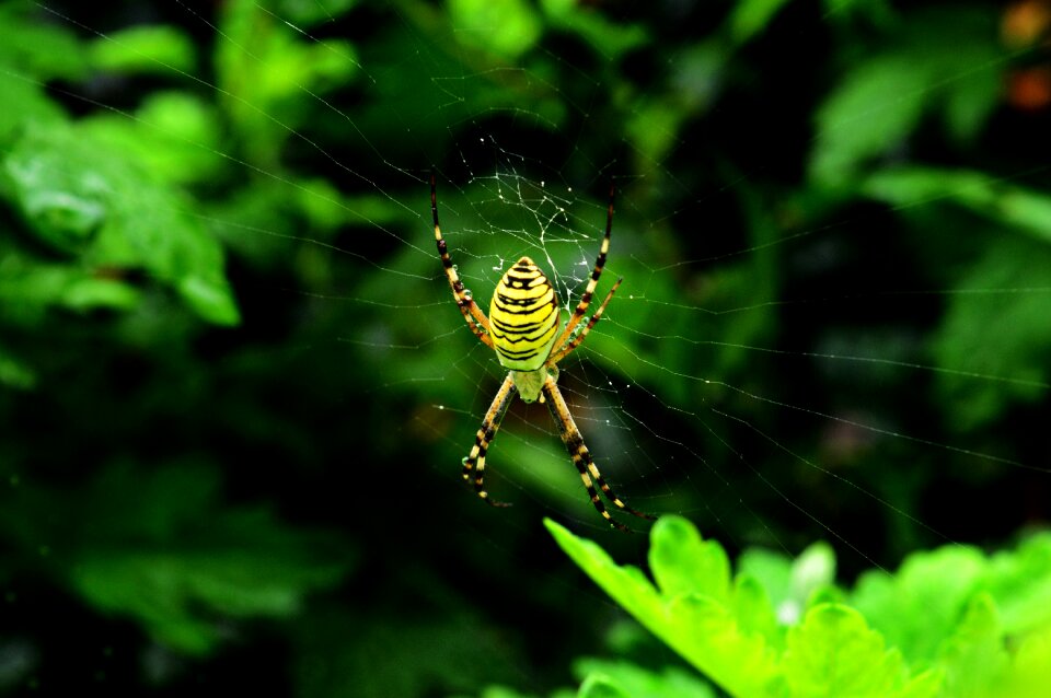 Macro nature insect