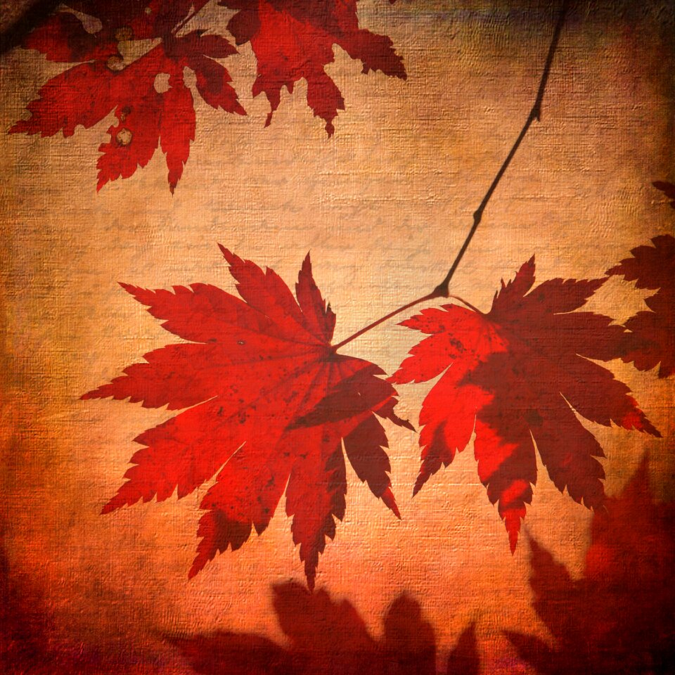 Maple leaves leaves autumn