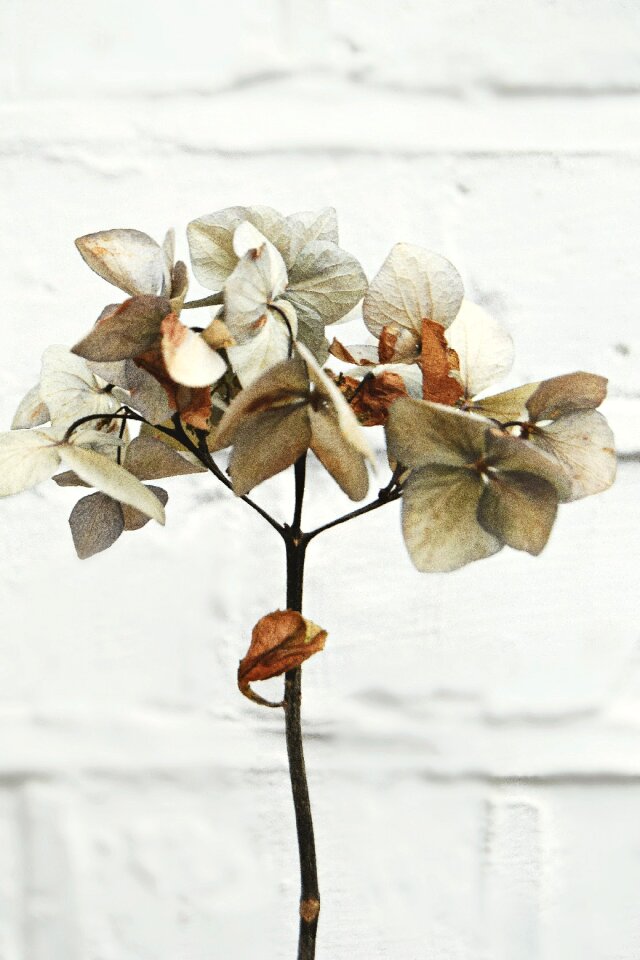 Leaf stem dry