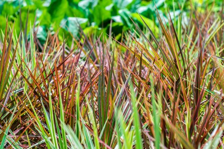 Environment plant fresh