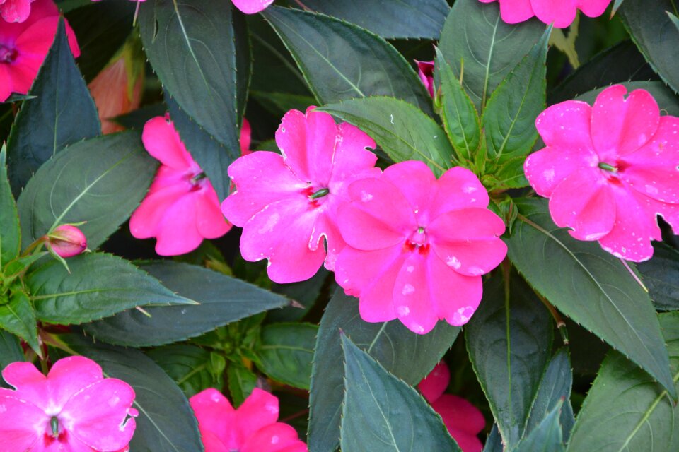 Summer flowers plant flowers