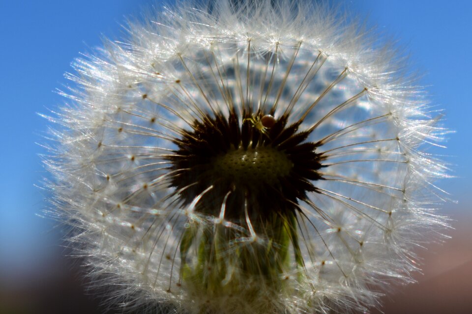 Dandelion spider Free photos