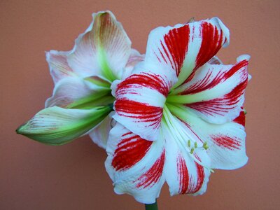 Amaryllis red-and-white flowers onion flower