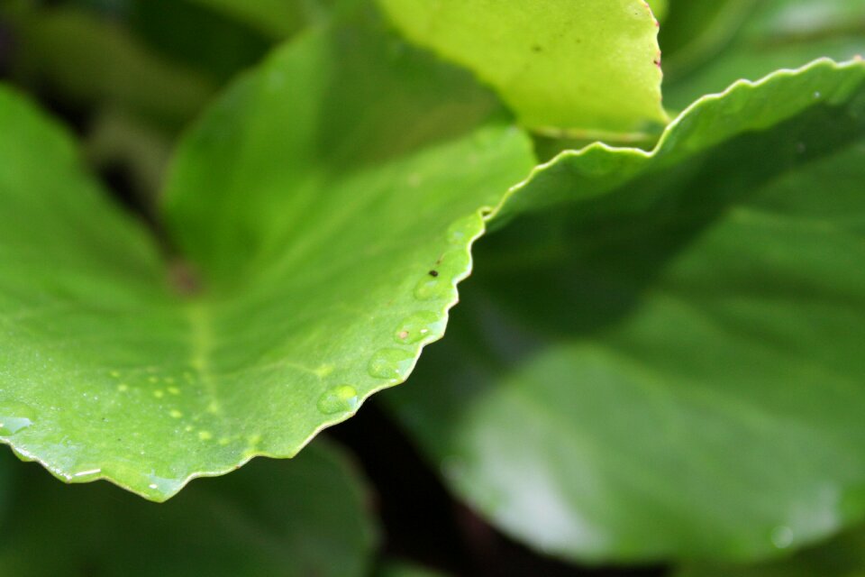 Green green leaf plant