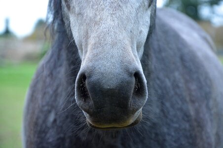 Chamfer horseback riding mouth photo