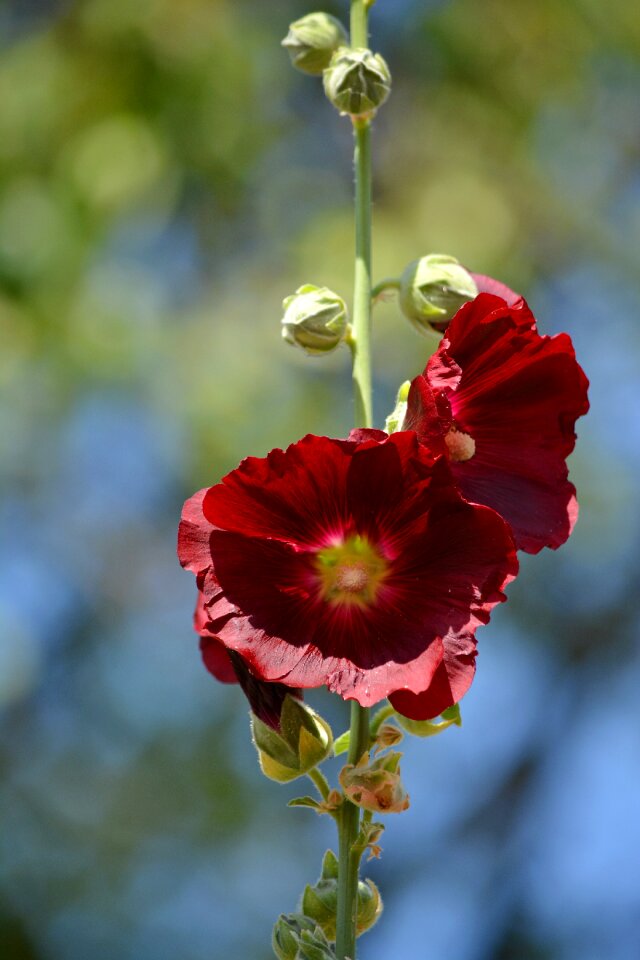 Garden macro bright
