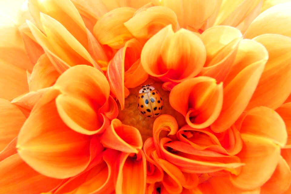 Bright beetle flower