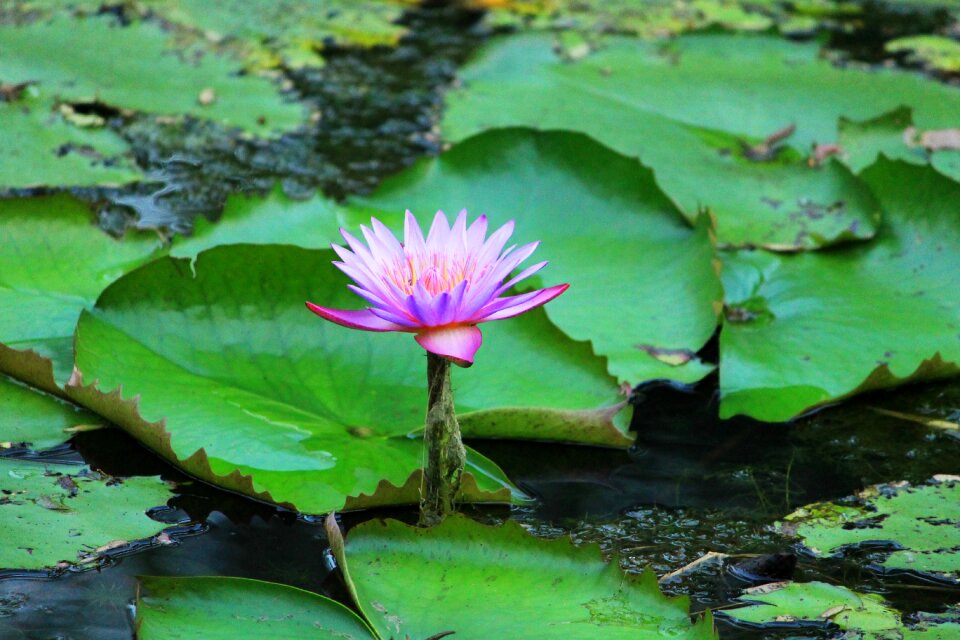 Nature aquatic amble