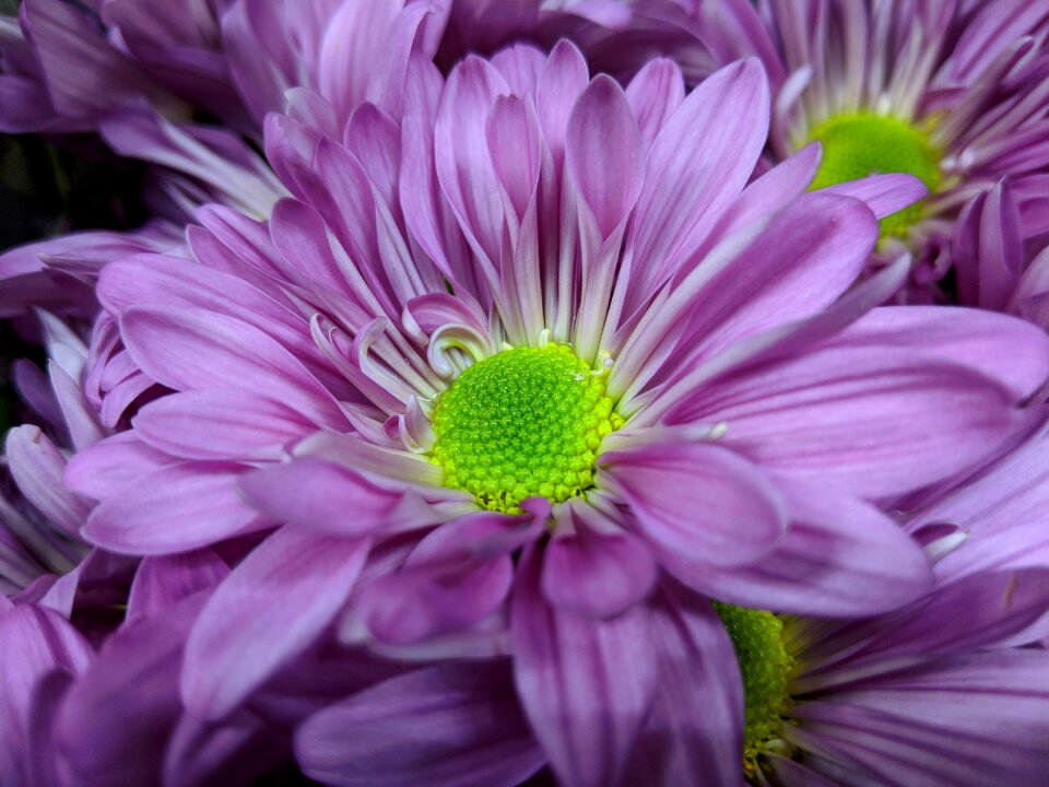 Petal floral blooming