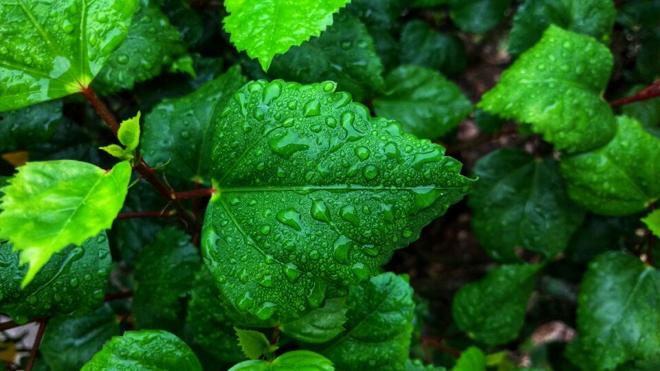 Leaves morning stem photo