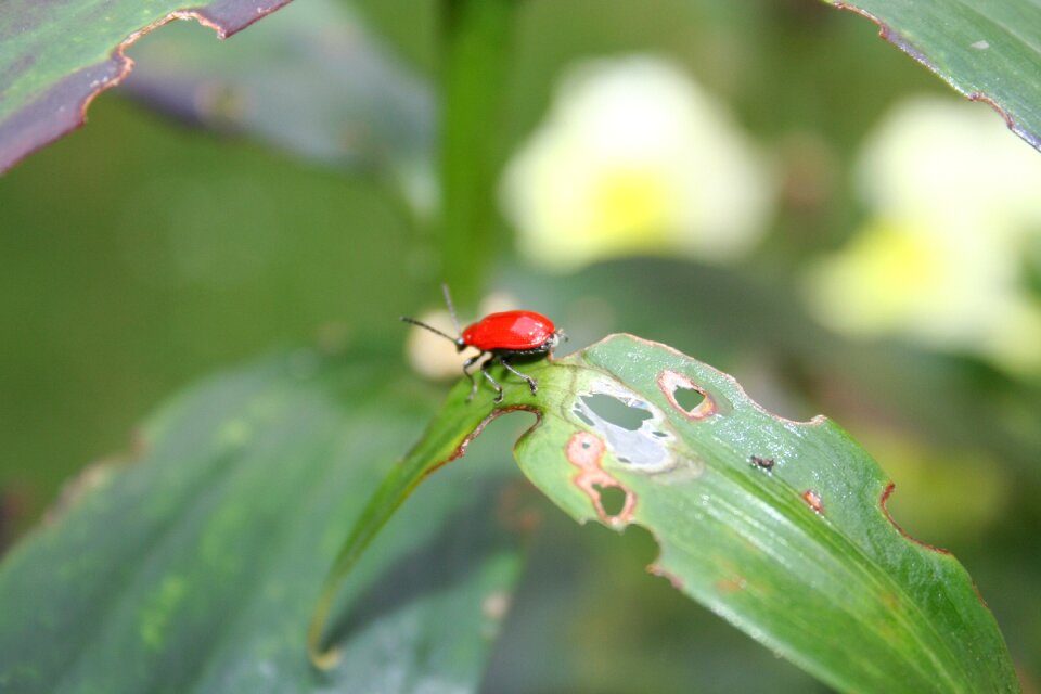 Leaf damage lily chicken insect