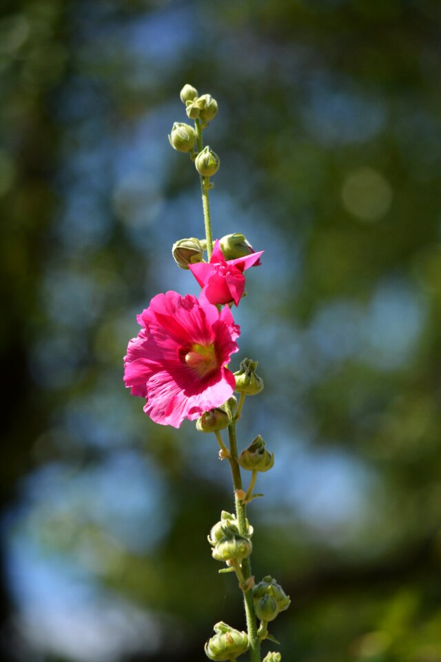 Garden macro bright