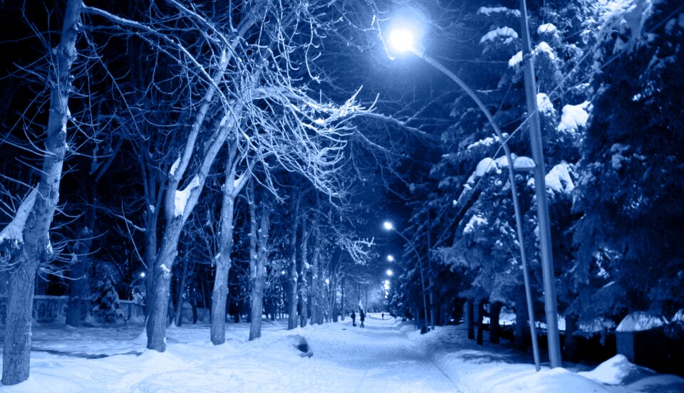 Cold trees frosty city