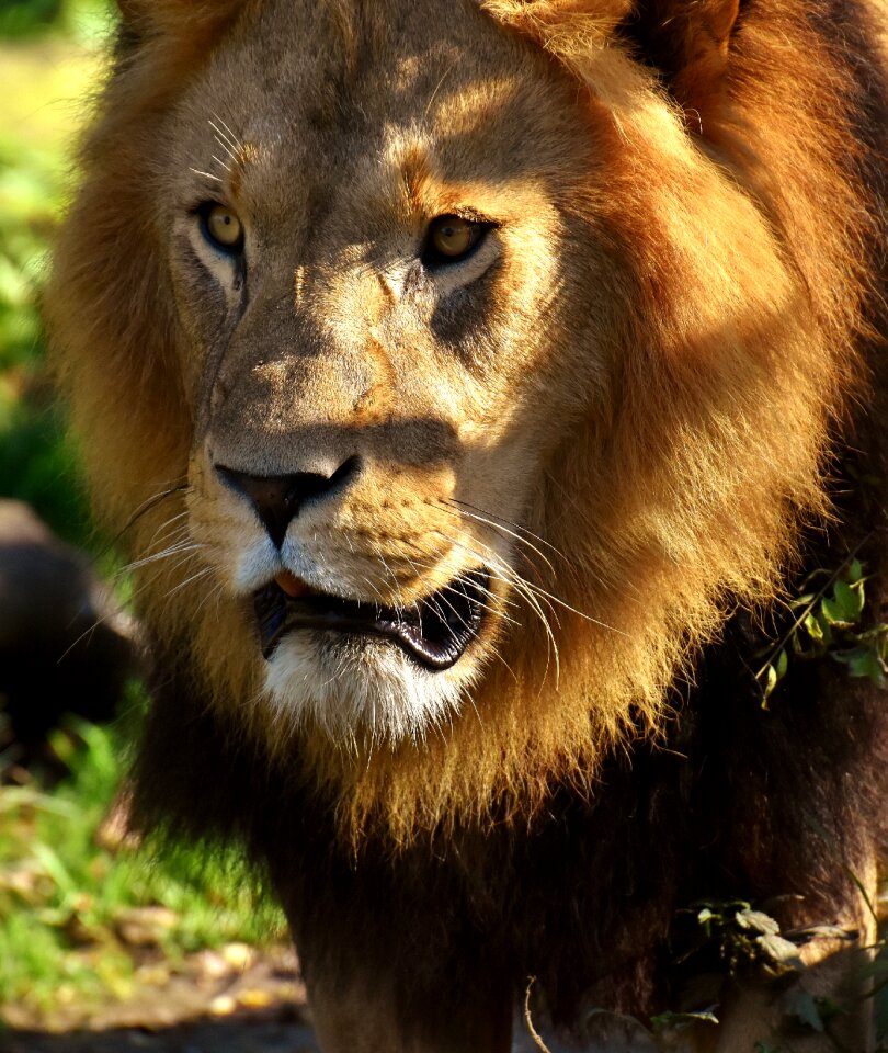 Big cat mane zoo