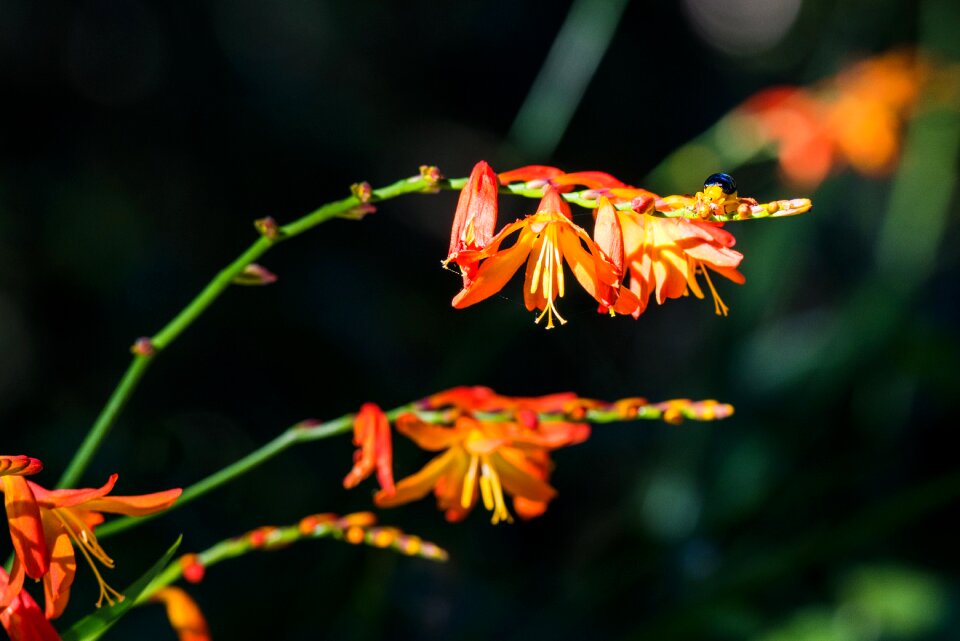 Flower chóng red flower