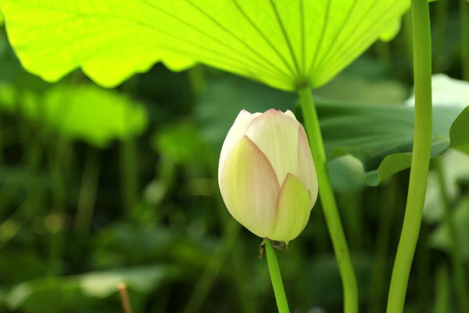 Green lotus lotus leaf